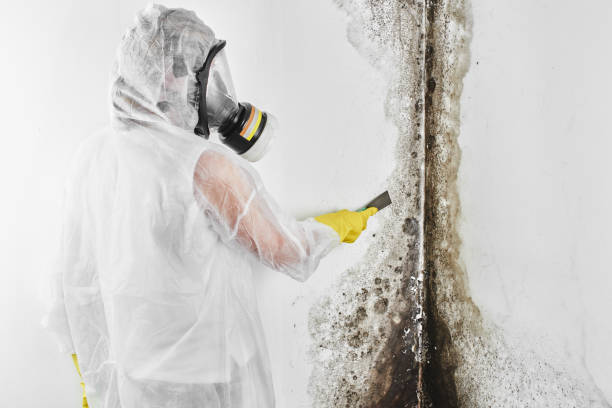 Best Mold Removal Company Near Me  in Canton, TX