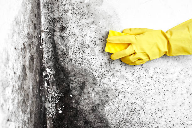 Best Mold Remediation Experts  in Canton, TX