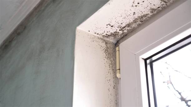 Best Mold Removal Near Me  in Canton, TX