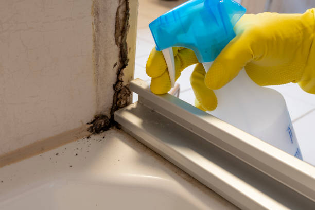 Best Black Mold Removal  in Canton, TX