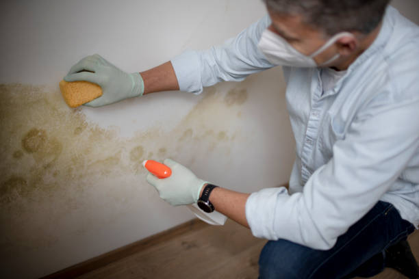 Best Mold Remediation  in Canton, TX