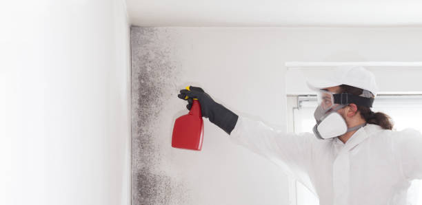 Best Fast Mold Removal  in Canton, TX